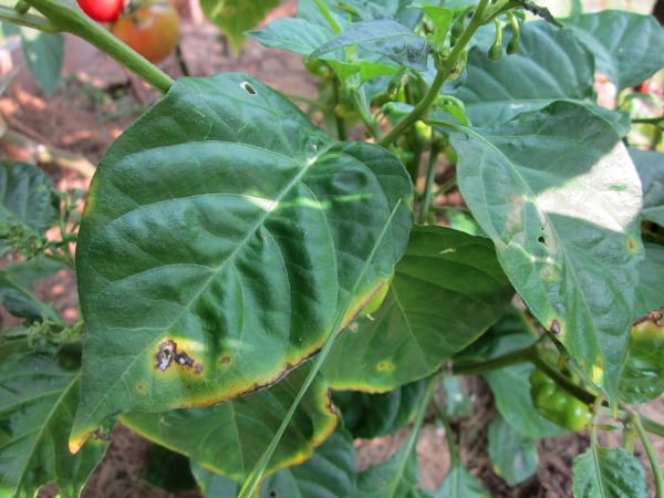 Yellow Leaves and Mites {GROW YOUR OWN} • Curious Cuisiniere