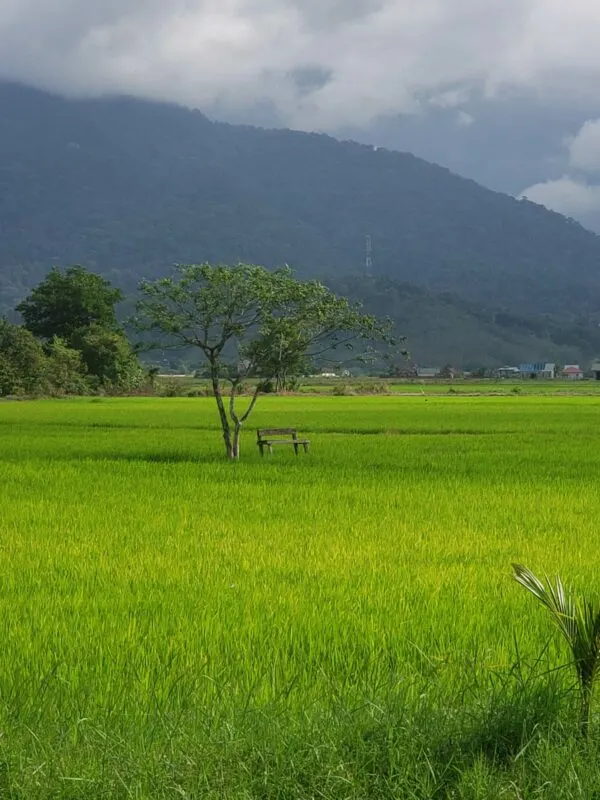 Rice fields in Langkawi, Malaysia - Travel in Malaysia